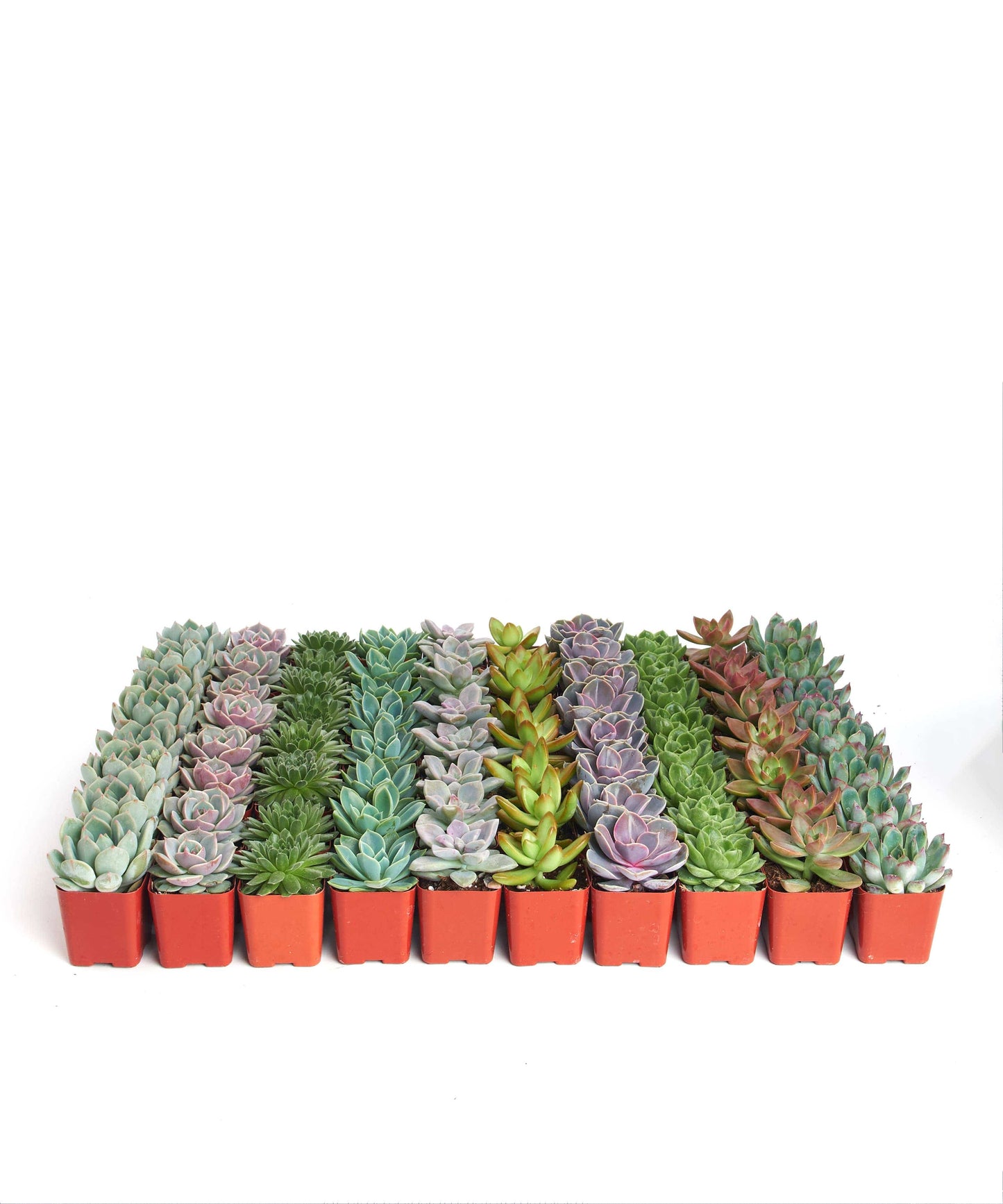 Home Botanicals 20 Pack Rosette Mini Bulk Succulent Plants in 2" Grow Pots